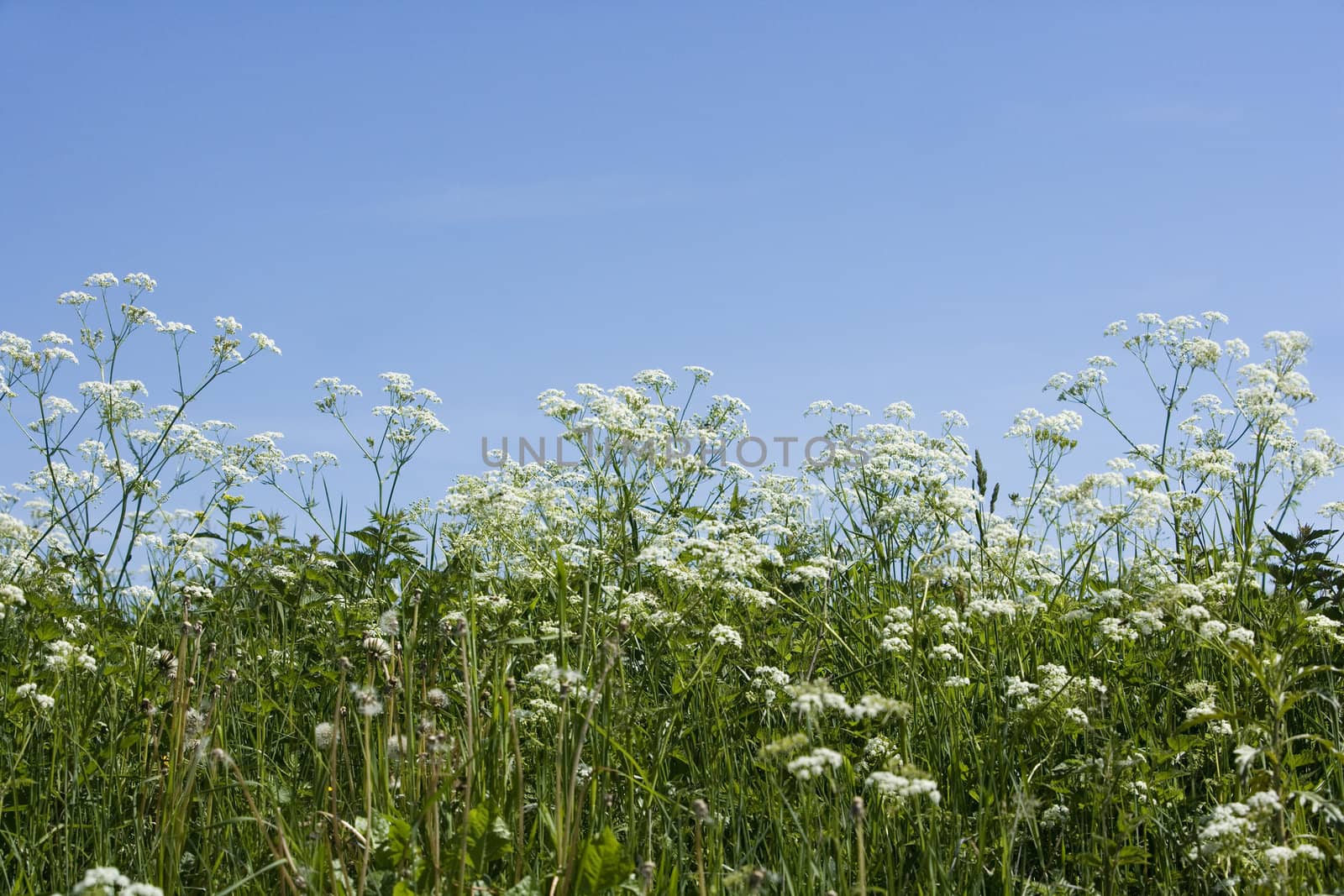 Cow Parsley from low angle view towards blue sky