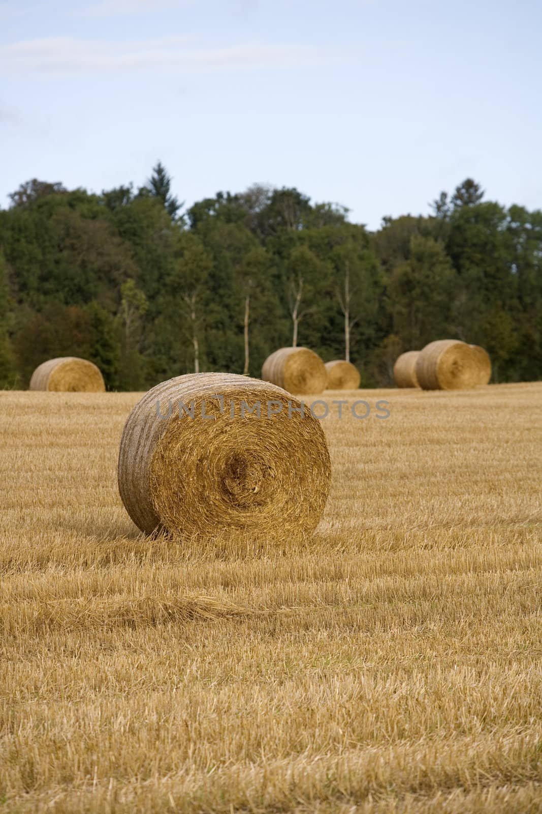 Hay stacks on a field