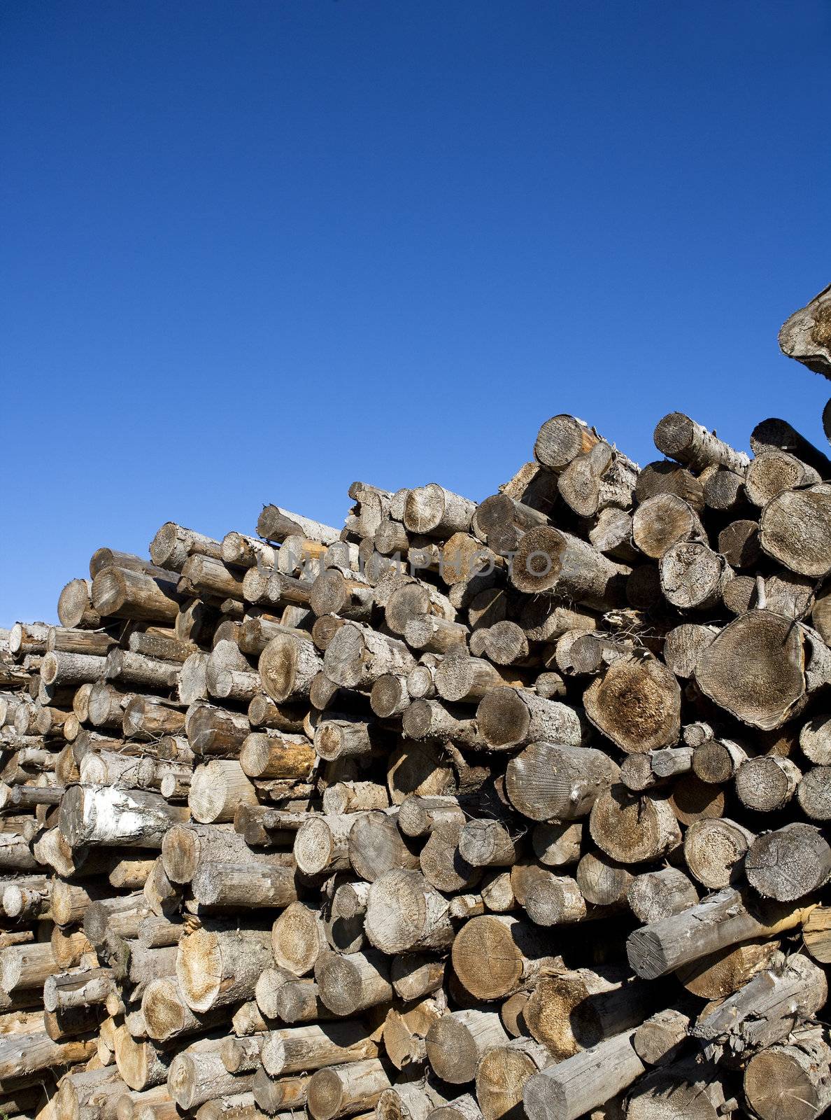 Stack of timber towards blue sky