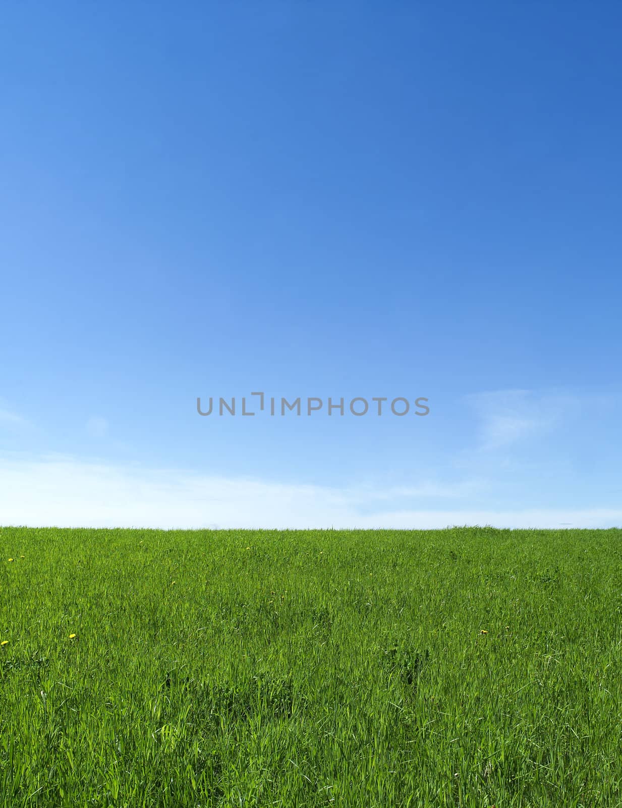 Green Field towards Blue sky