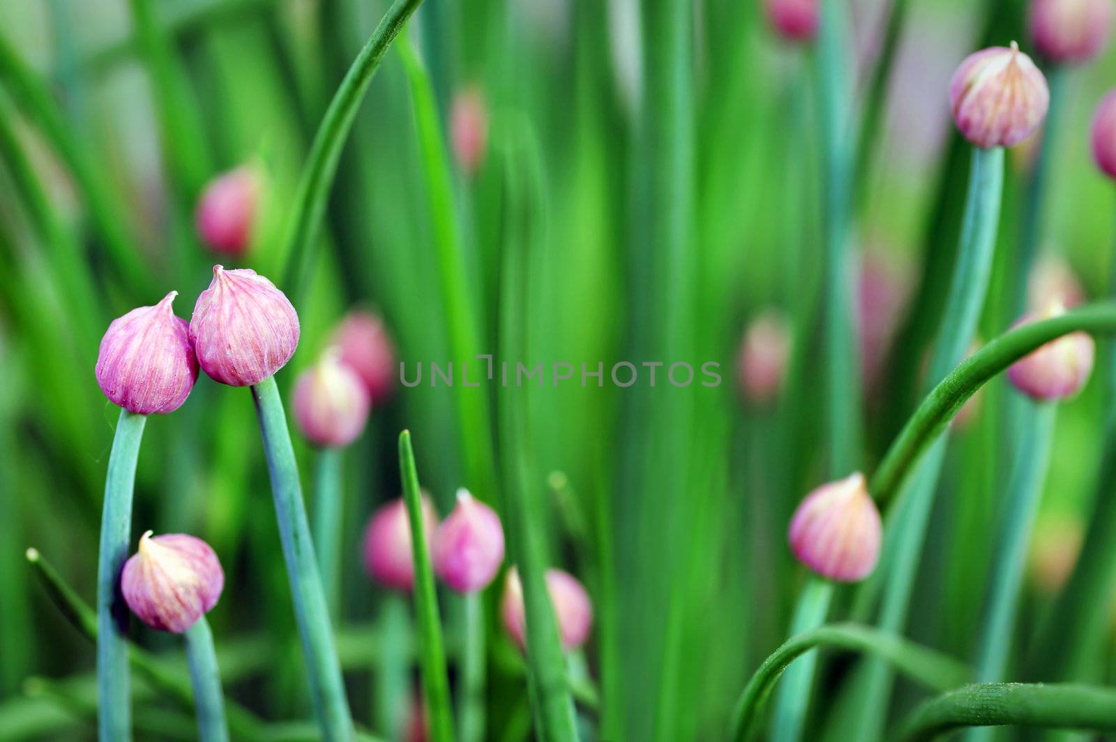 Onion or shallot flower buds by Mirage3
