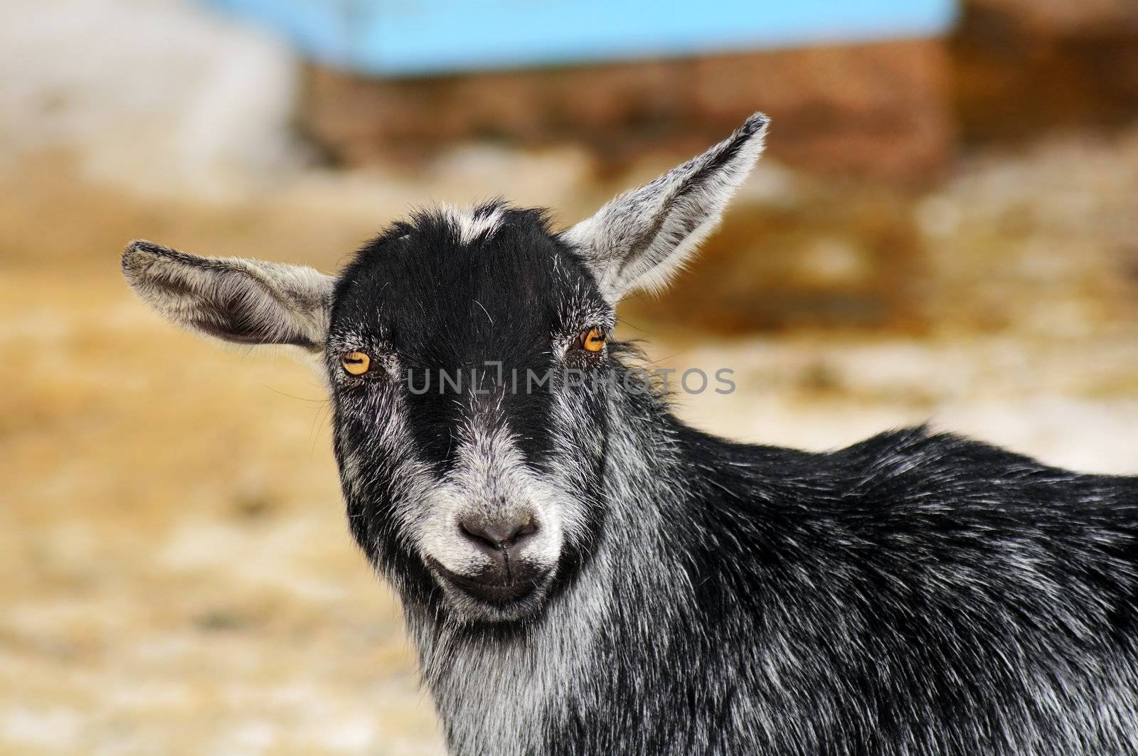 Portrait of a happy funny looking goat staring at camera and smiling, great details.