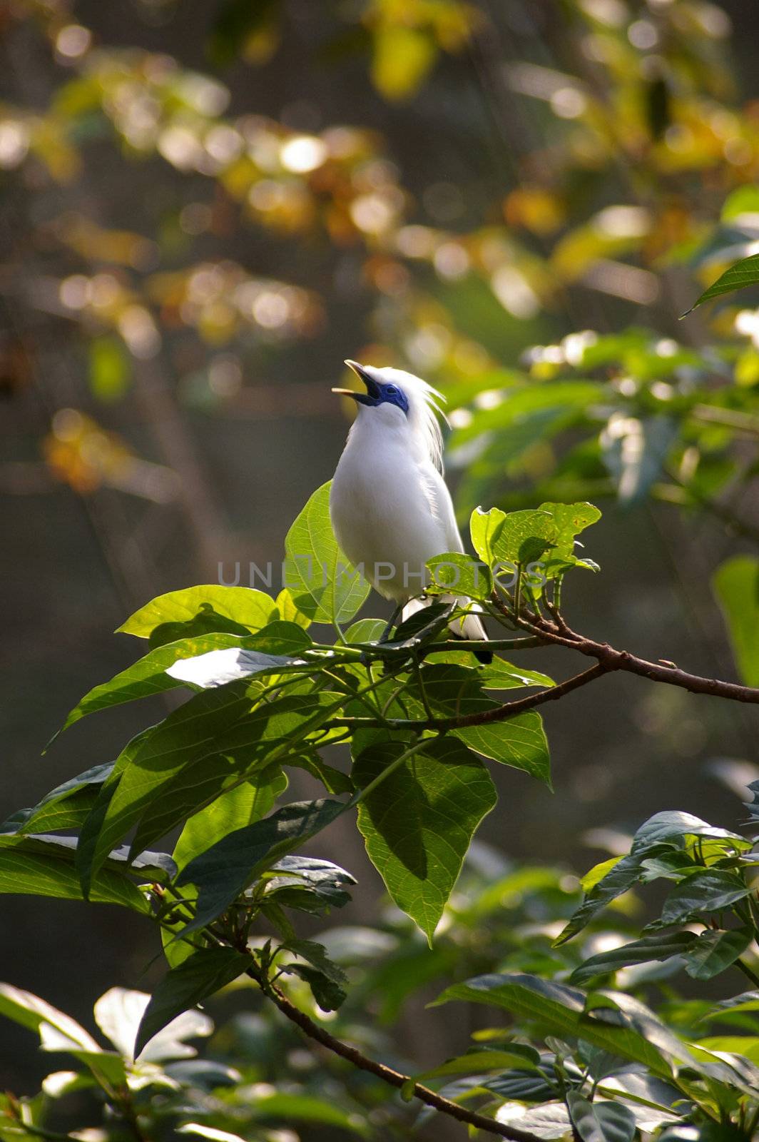 Singing bird on tree by kawing921