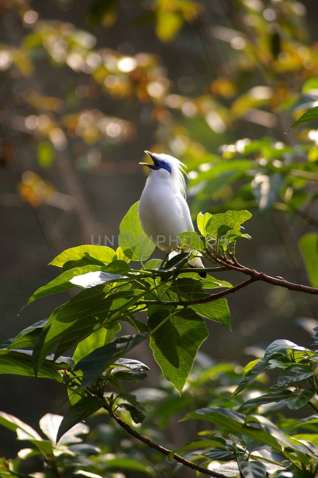 Singing bird on tree