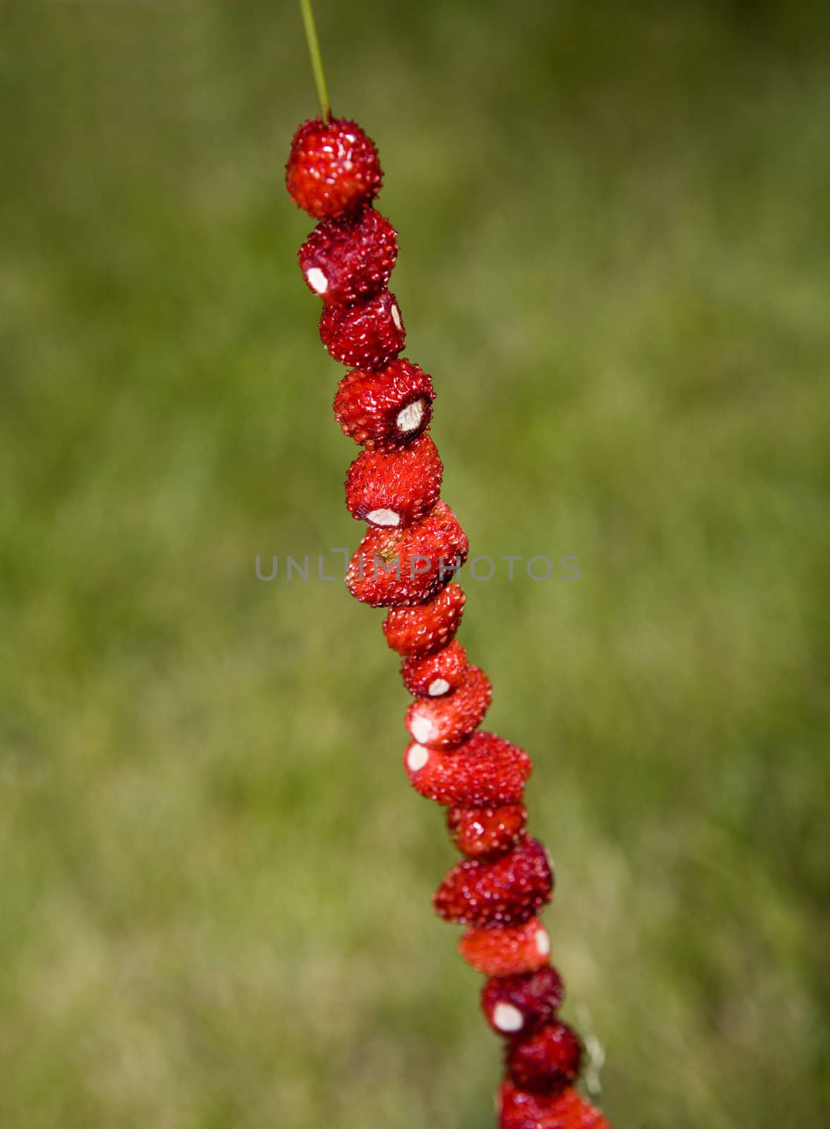 Wild Strawberries on a straw