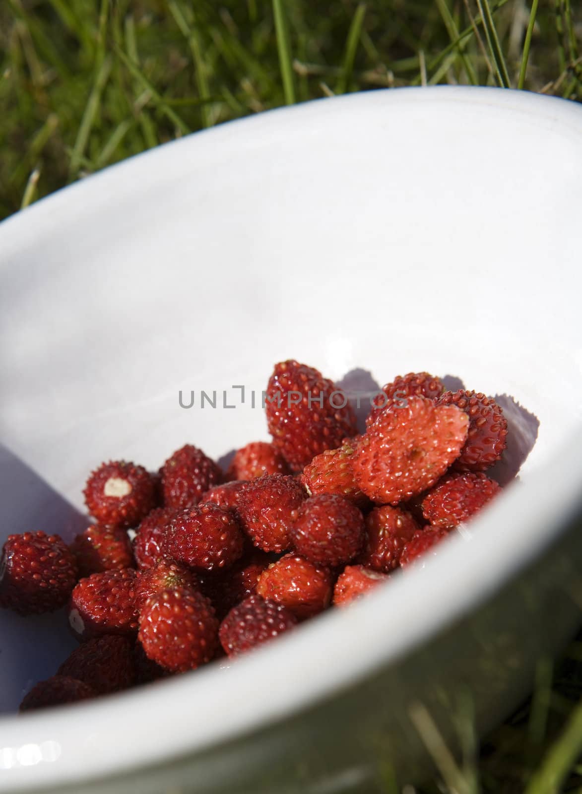 Close up of a plate with wild Strawberries