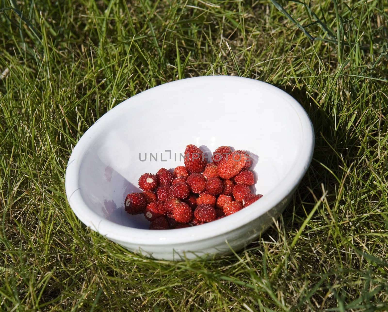 Close up of a plate with wild Strawberries