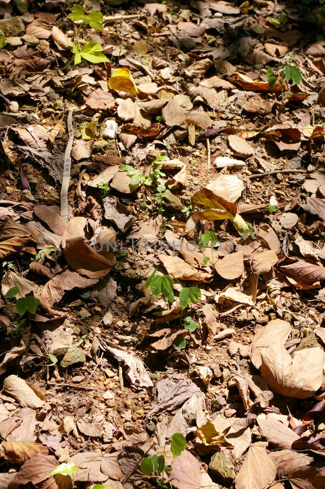 Fallen leaves in autumn