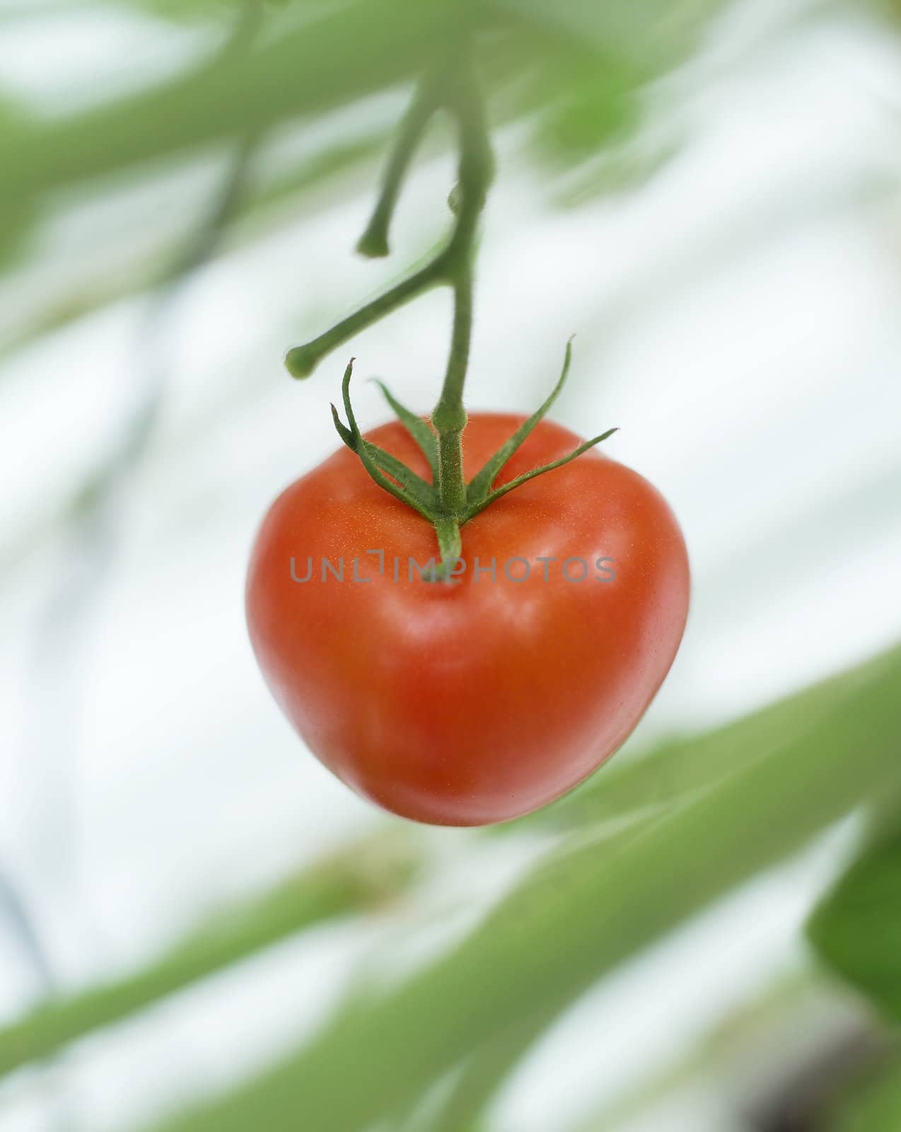 Close up of a single tomato