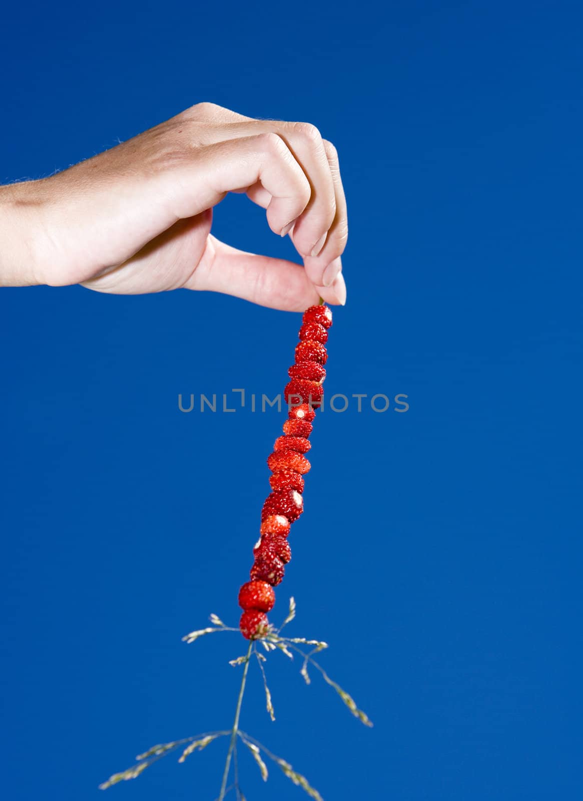 Hand holding a straw of wild Strawberries