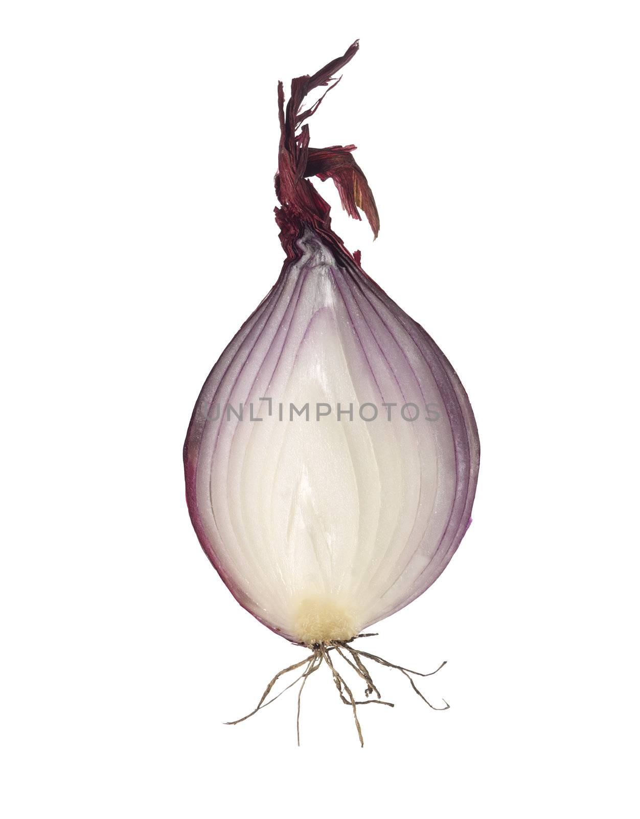 Red Onion by gemenacom