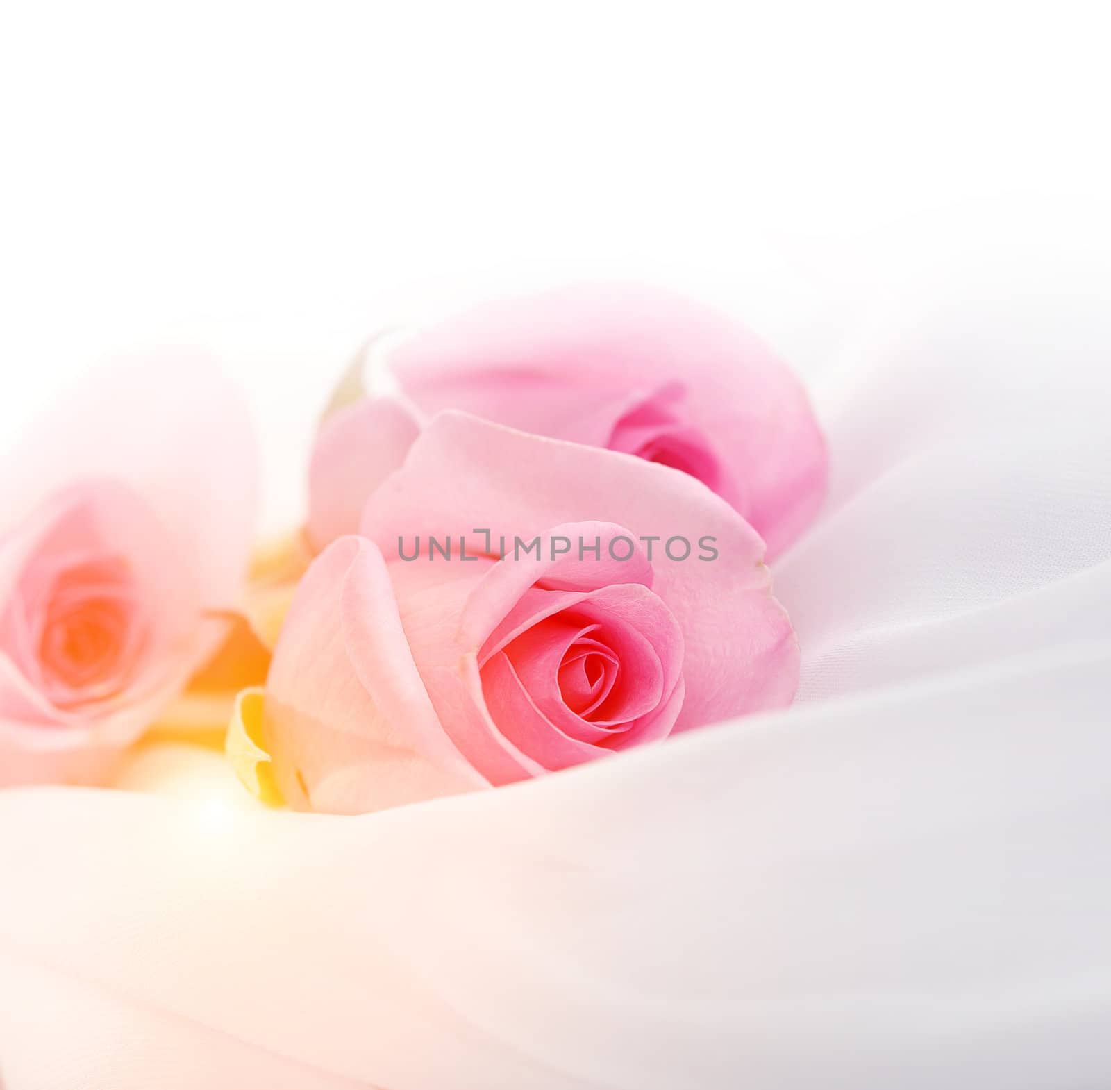 pink roses on a white silk by rudchenko