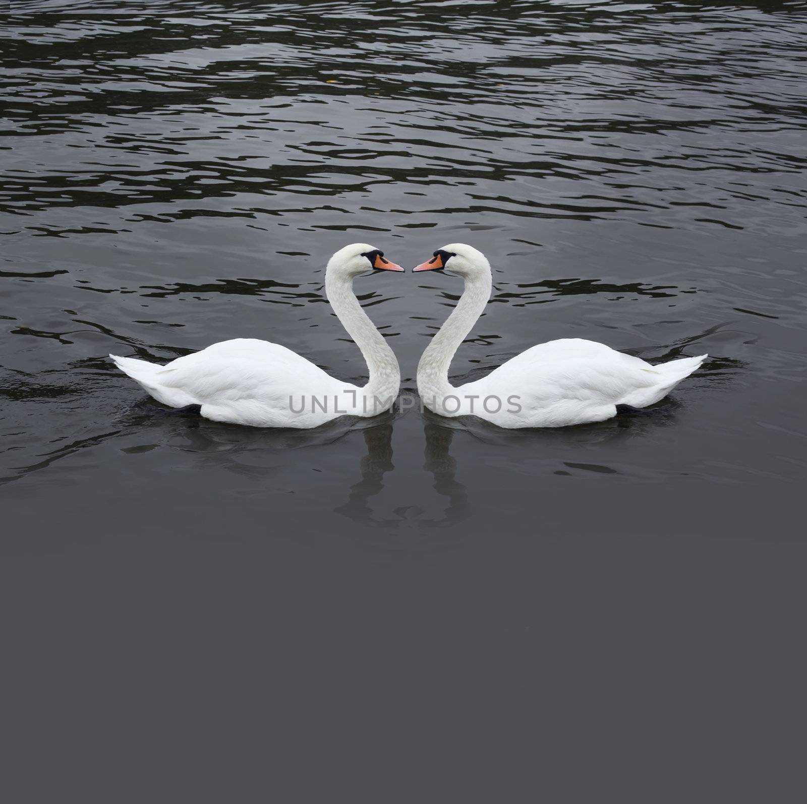 Romantic swan couple by rudchenko