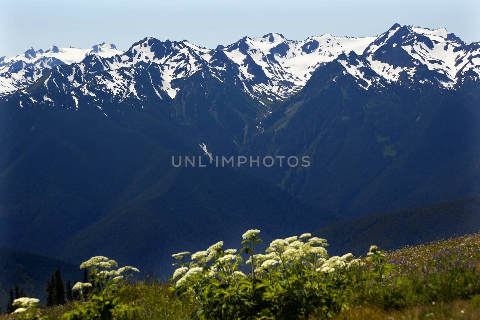 Snow Mountains Hurricaine Ridge Olympic National Park Washington State Pacific Northwest Wildflowers Green Valleys Ridge Line
