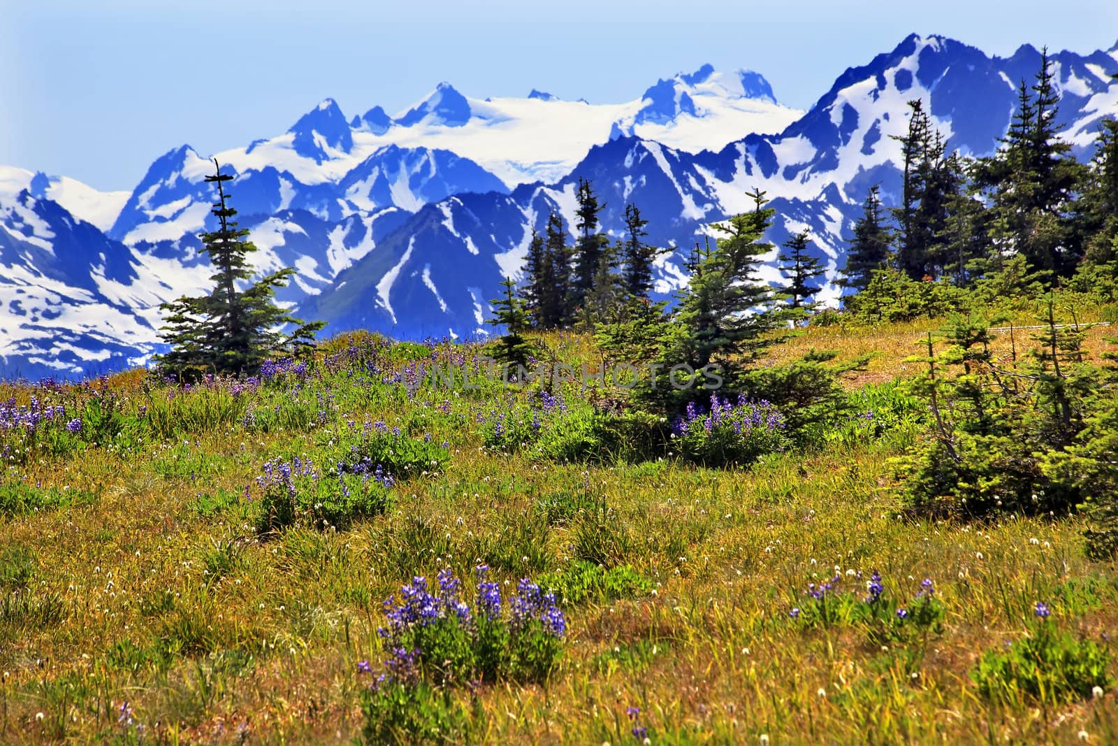 Purple Lupine Wildflowers Evergreens Snow Mountains Hurricane Ridge Olympic National Park Washington State Pacific Northwest