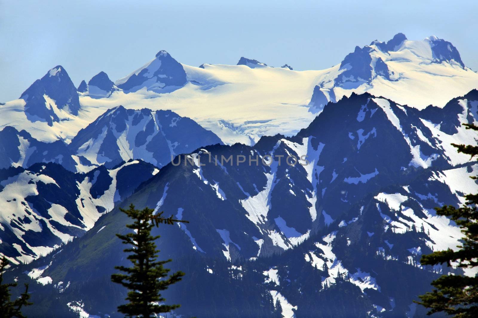 Snow Mountains Hurricane Ridge Olympic National Park Washington State Pacific Northwest Closeup Evergreen