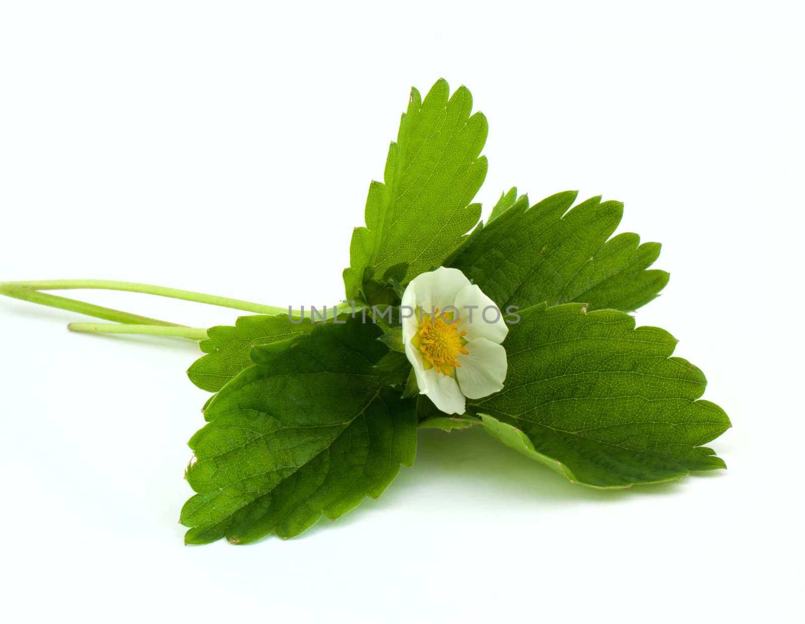 Strawberry blossom with leaves isolated on white