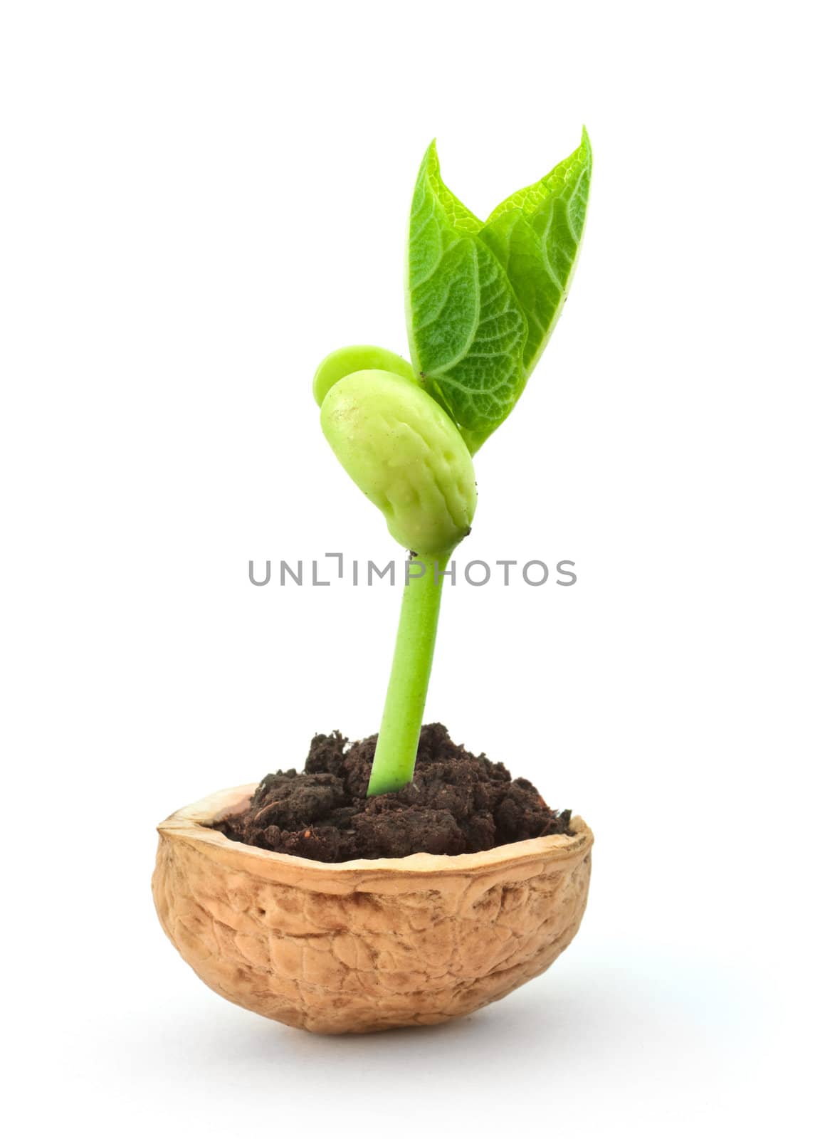 Small plant in a nutshell