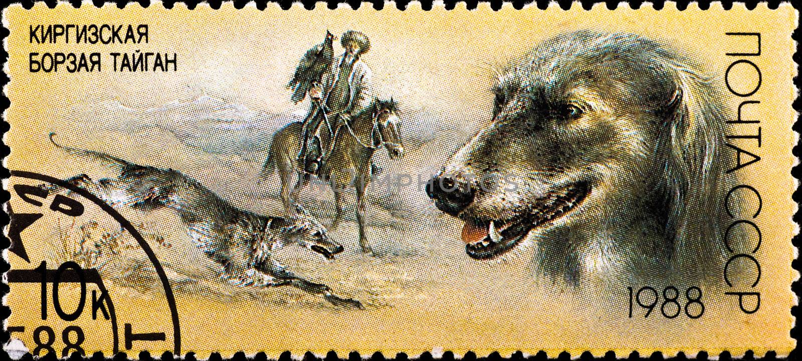 postage stamp shows kyrgyz greyhound by petr_malyshev