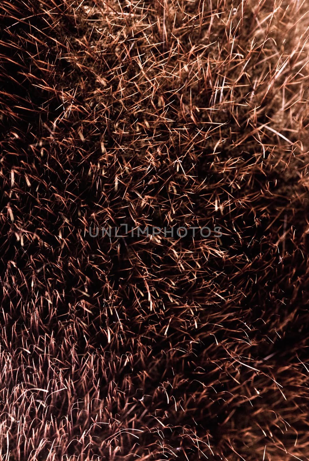 brown fur texture background