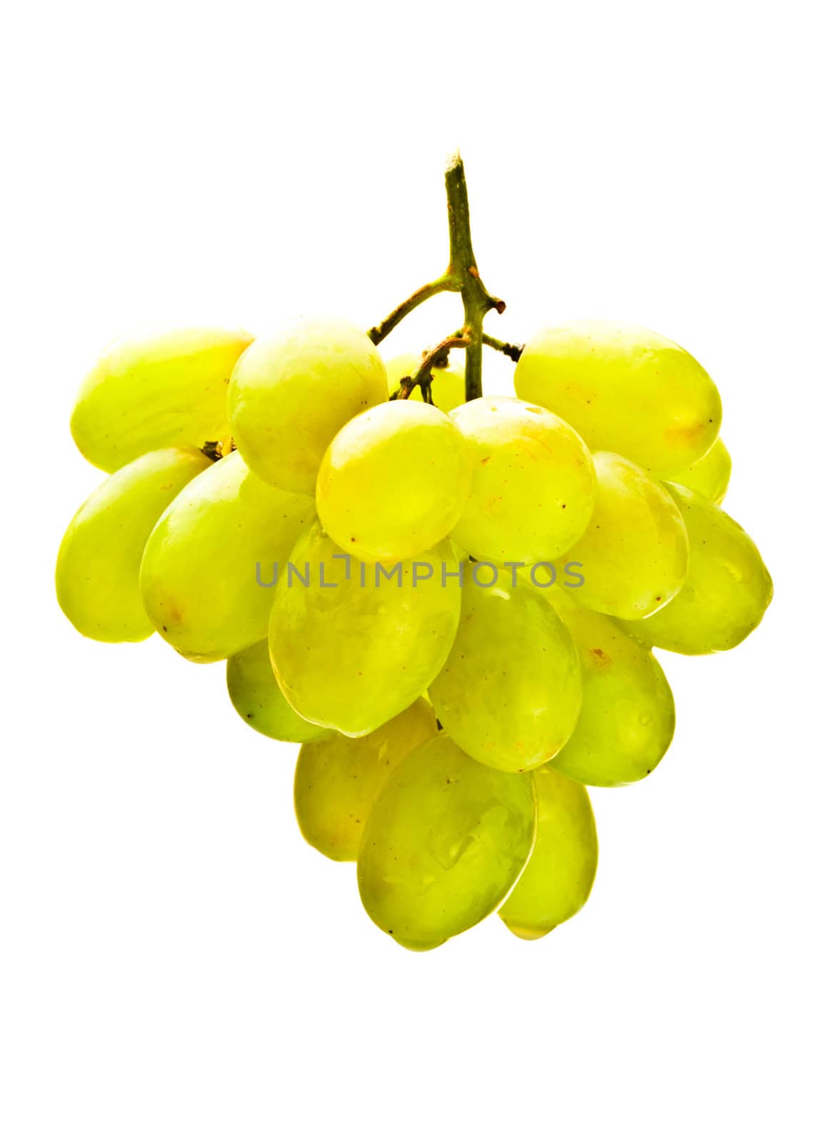 hanging bunch of white grape isolated on white