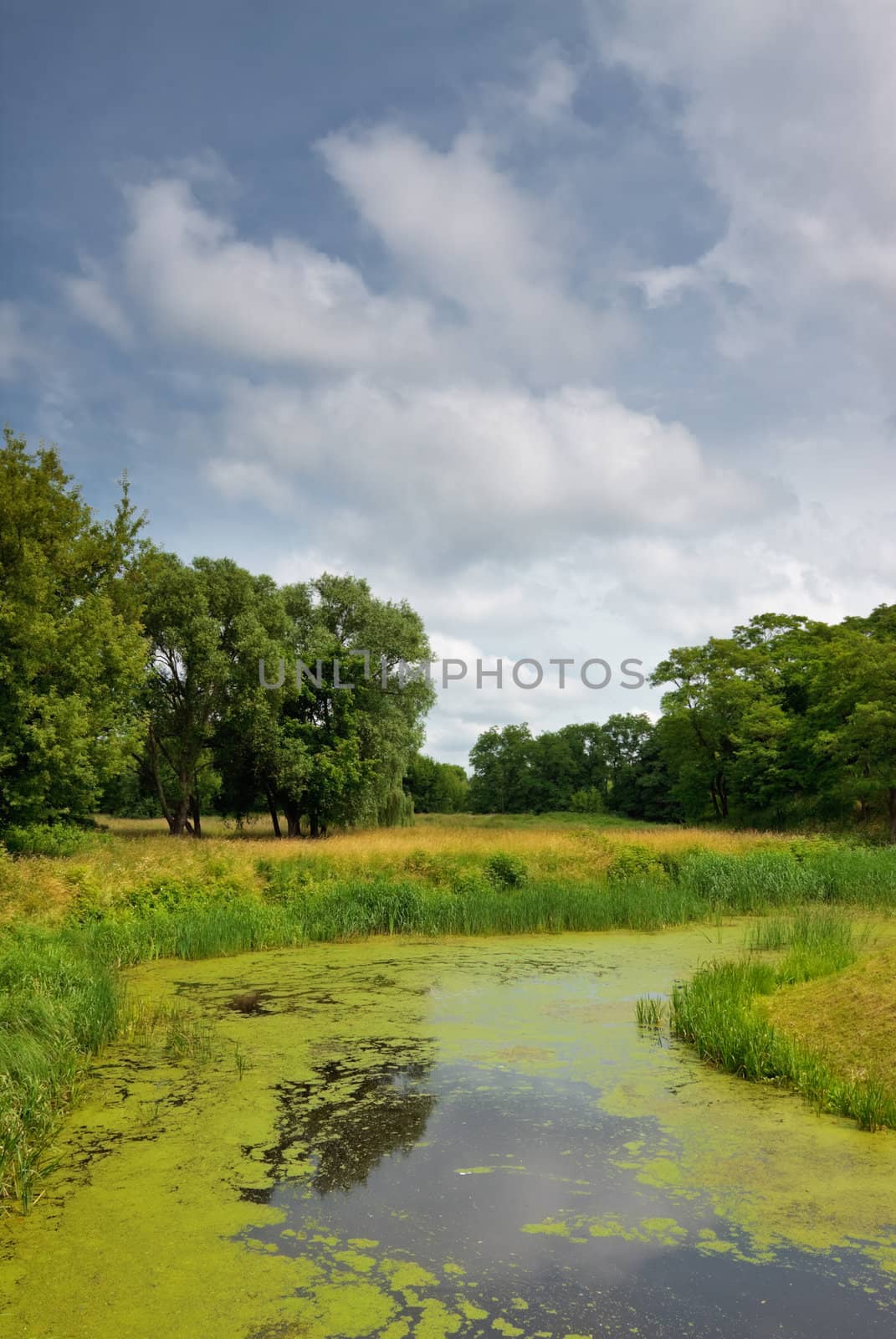 calm river in forest, summer daytime