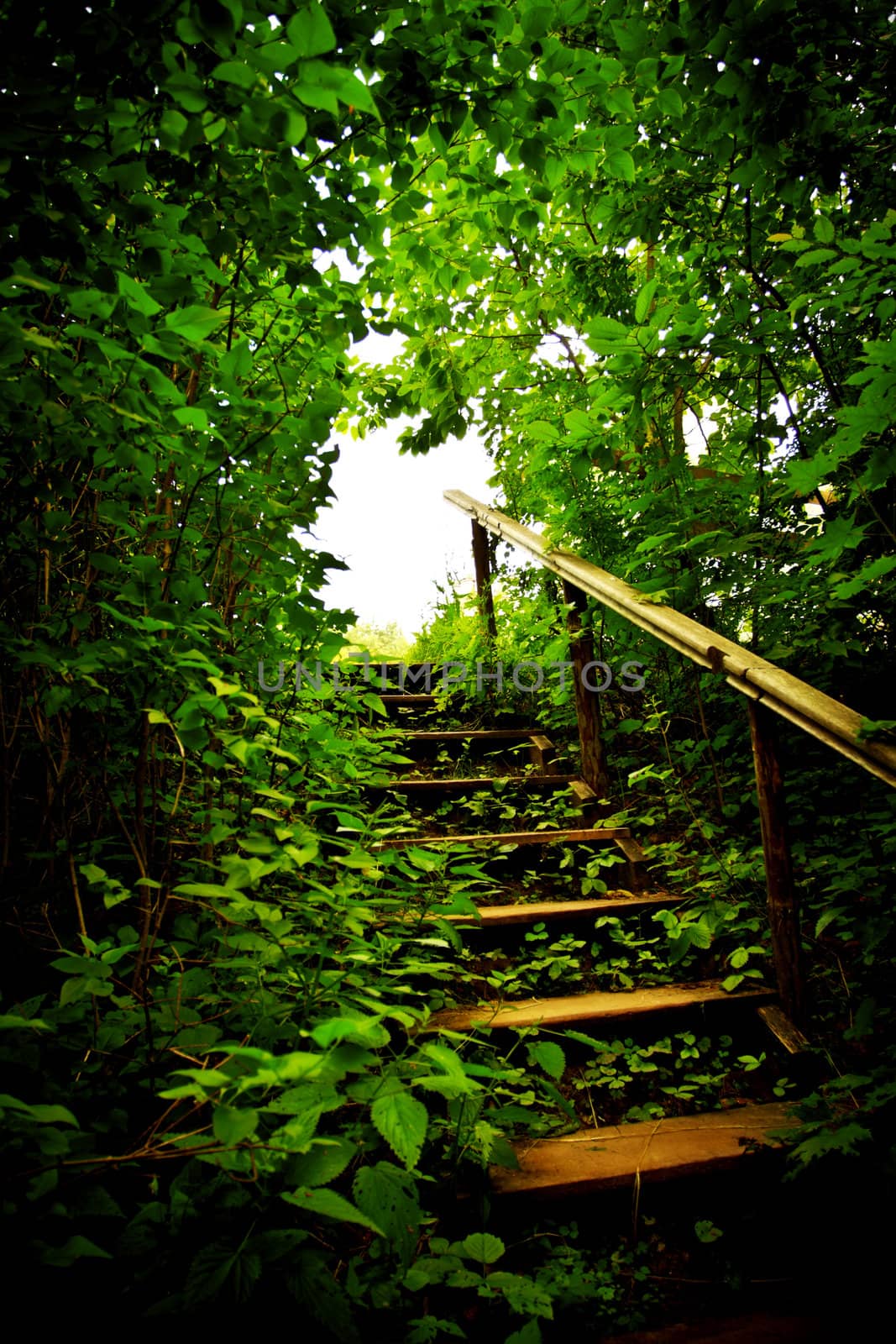 wooden staircase in a forest thicket