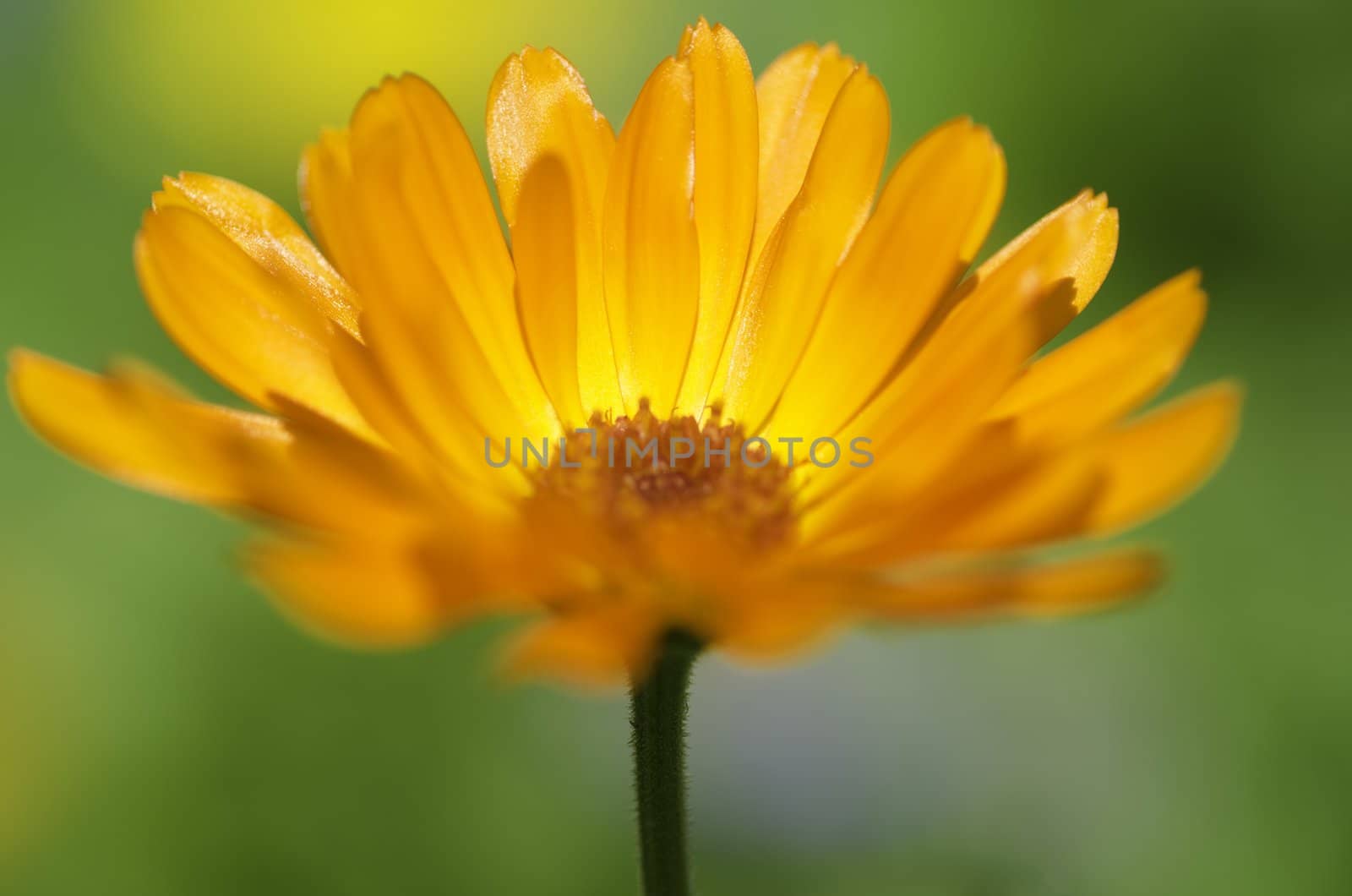 a brightly colored flower