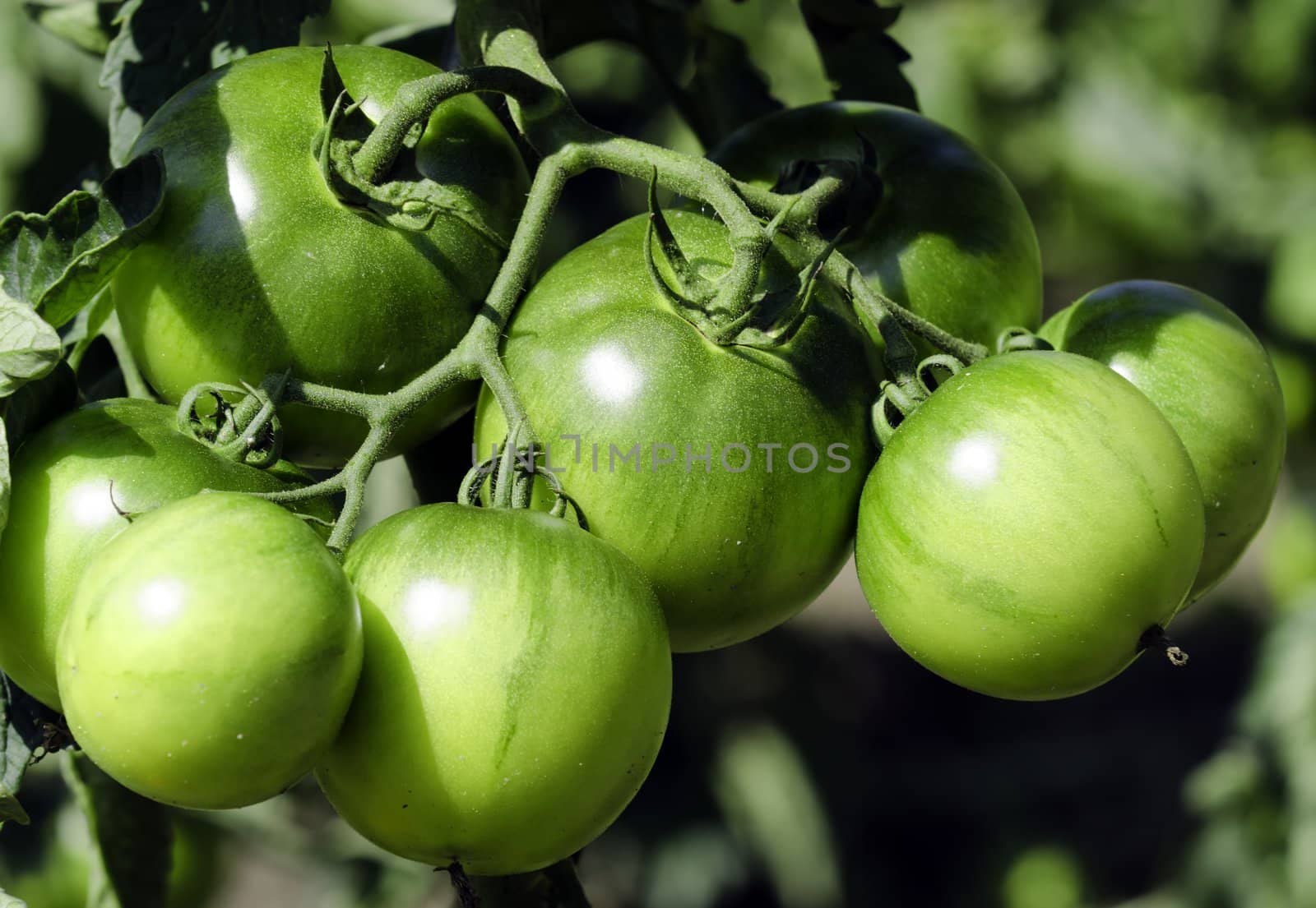 green tomatoes by gufoto