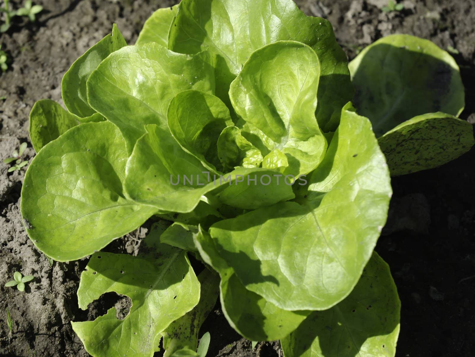 a green salad in a garden