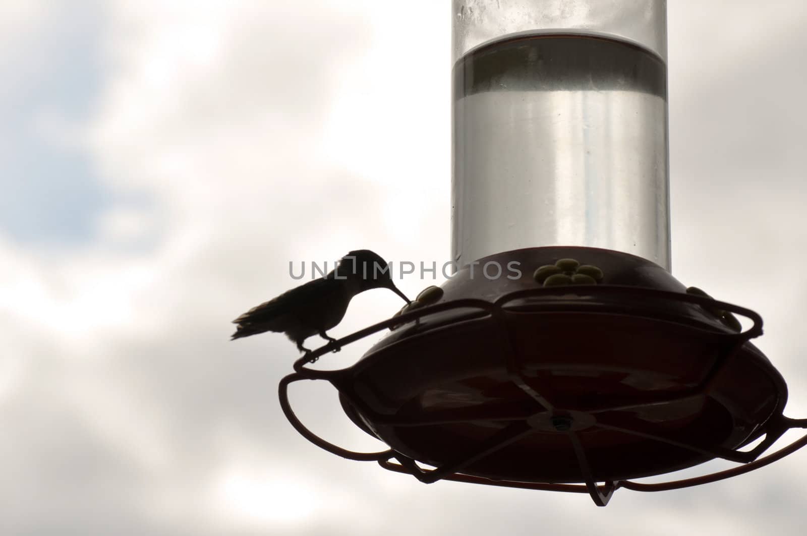 Hummingbird in shadow background by RefocusPhoto