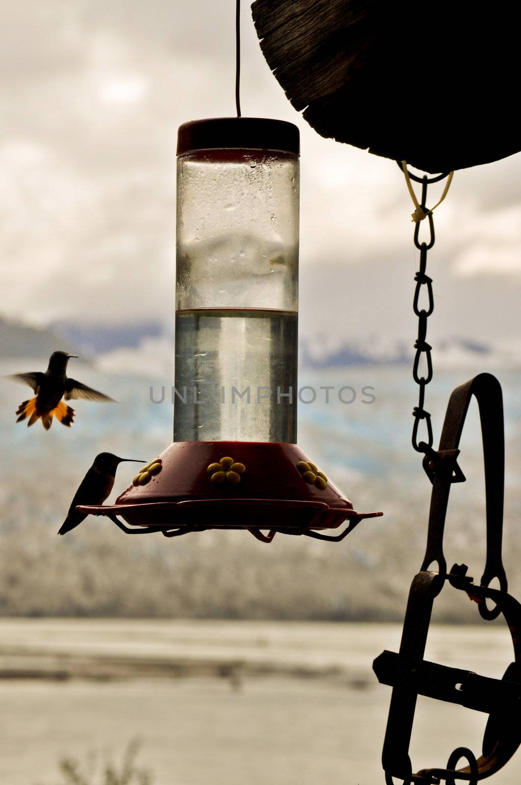 Two Hummingbirds Feed by RefocusPhoto