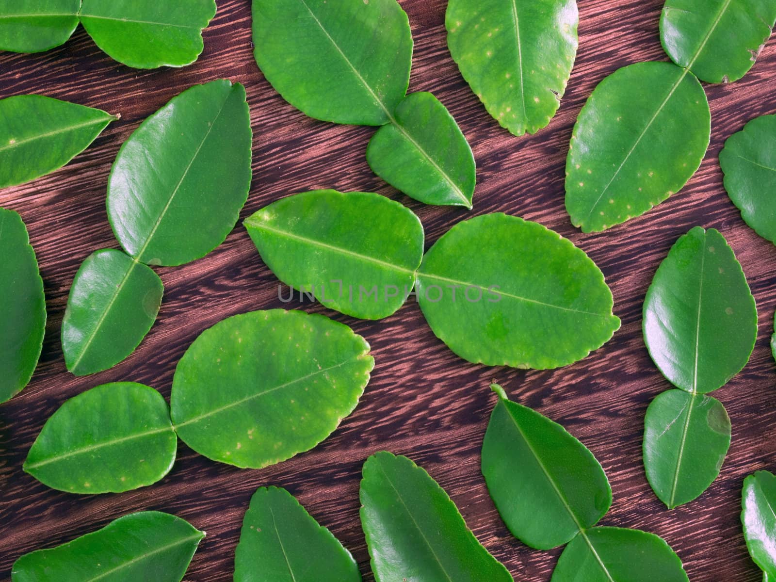 close up of kaffir lime leaves
