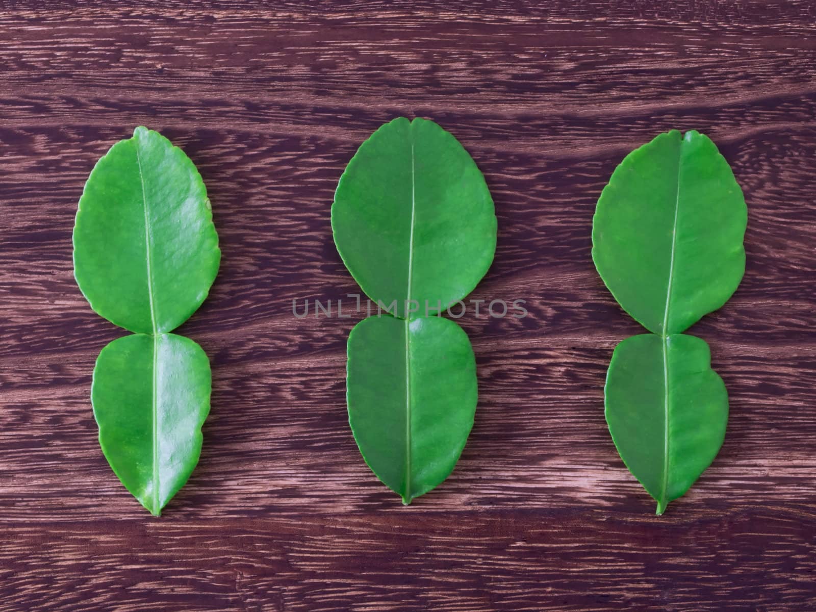 close up of kaffir lime leaves