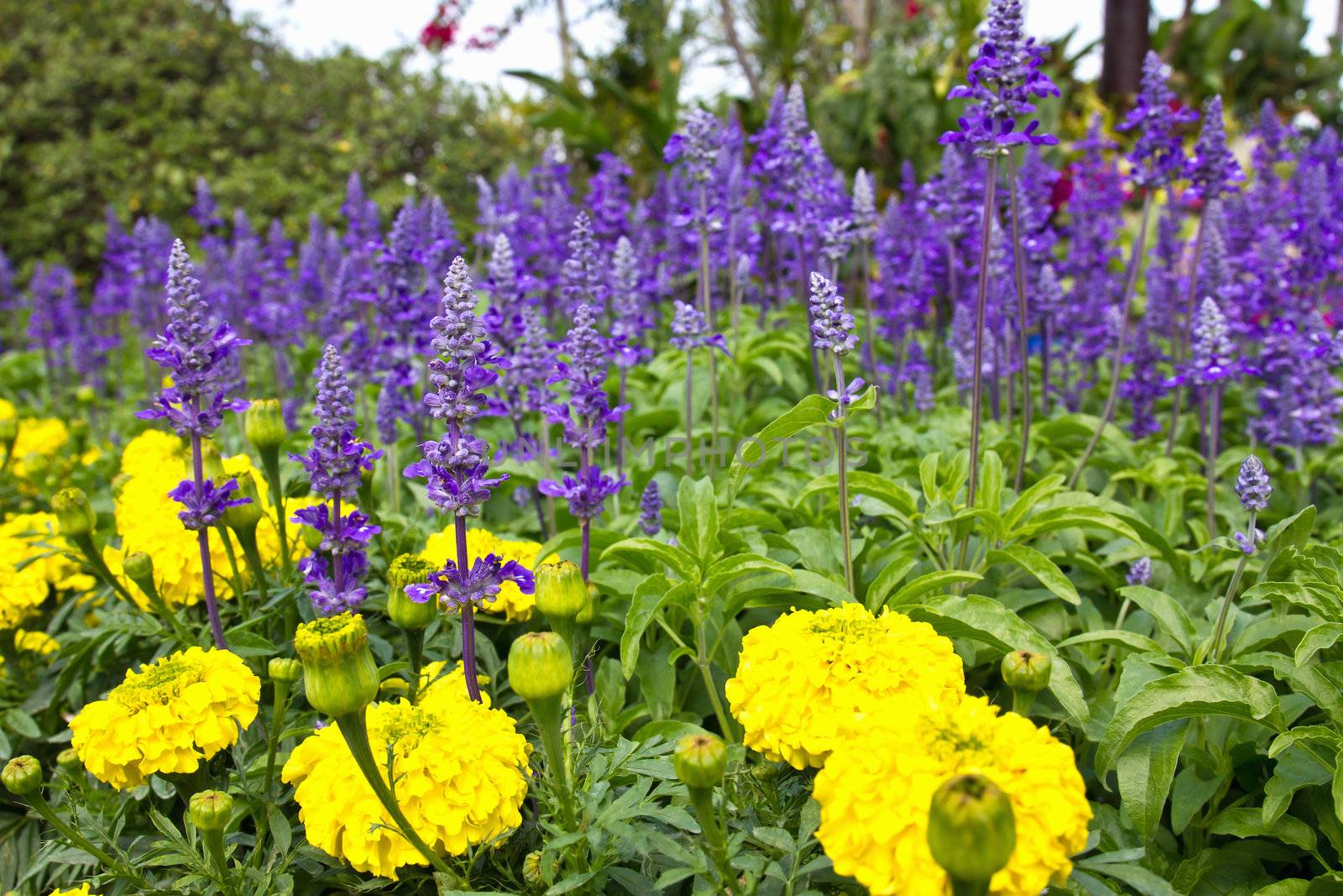 Colorful Field of wild violet flowers in garden