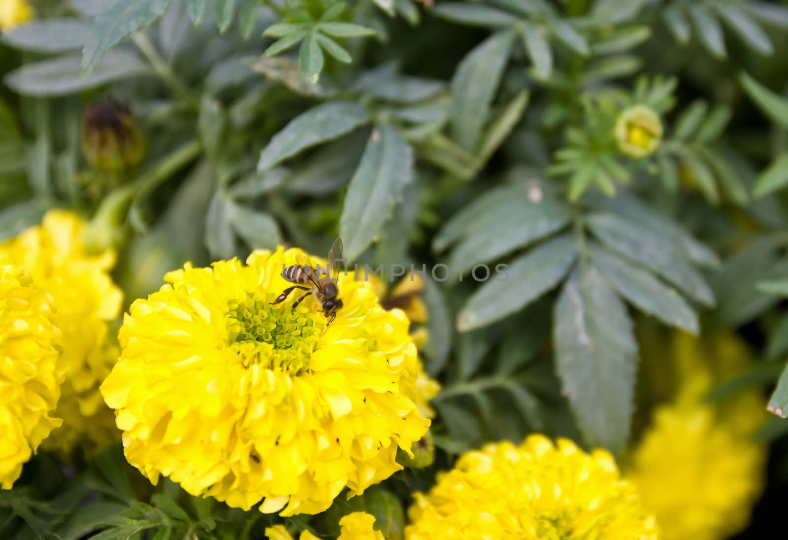 Yellow marigold flowers in a garden