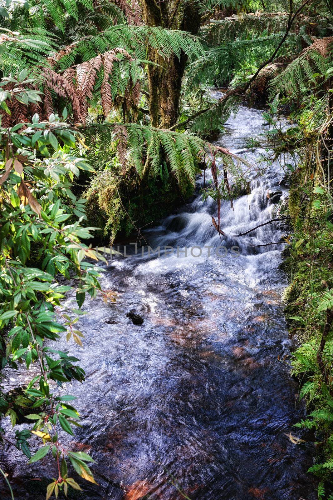 beautiful little stream or river going through the rainforest