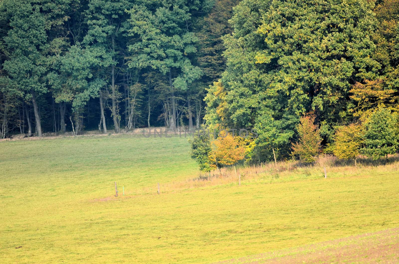 meadows and forest in autumn by njaj