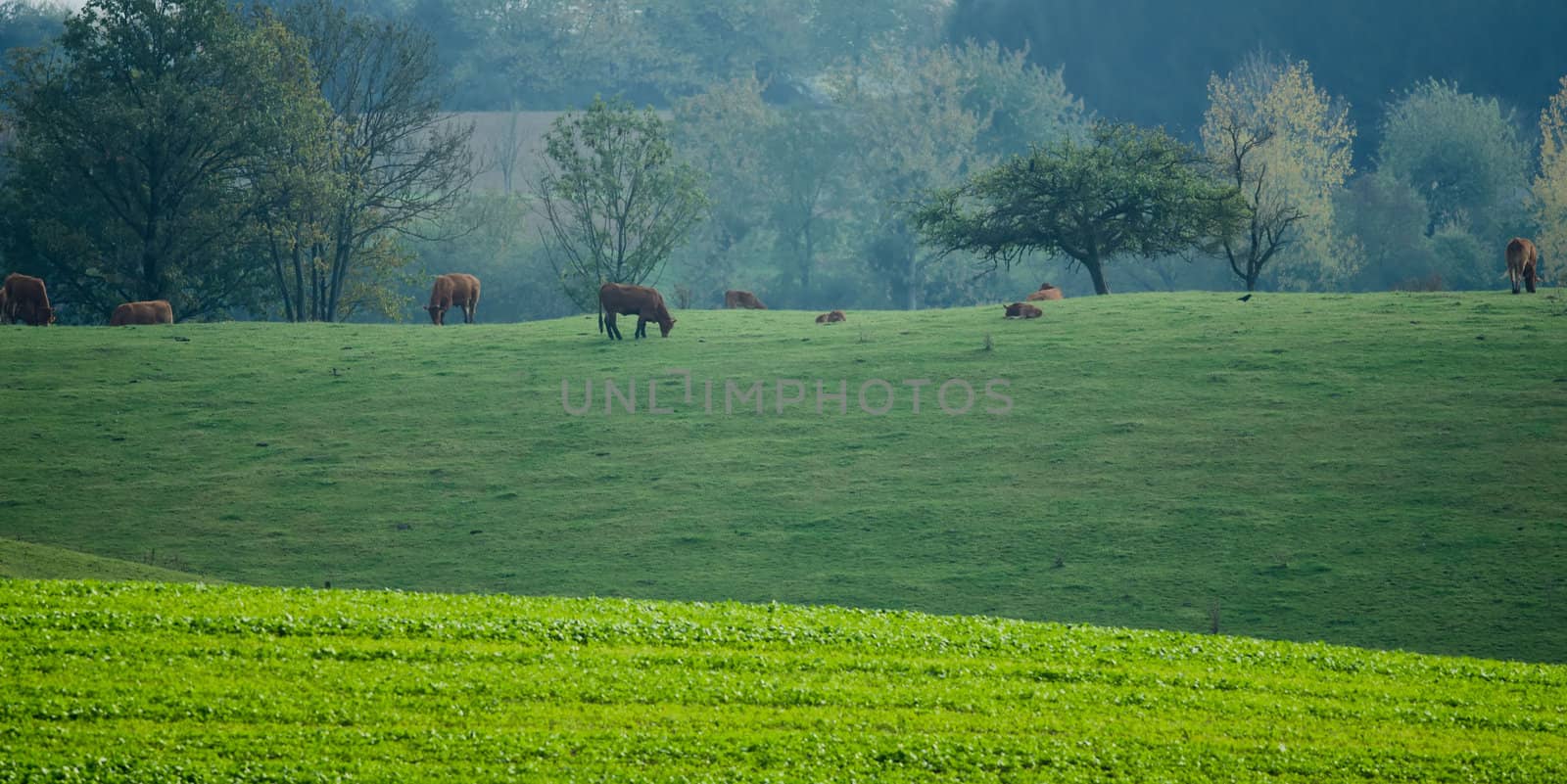 meadows and cows  by njaj