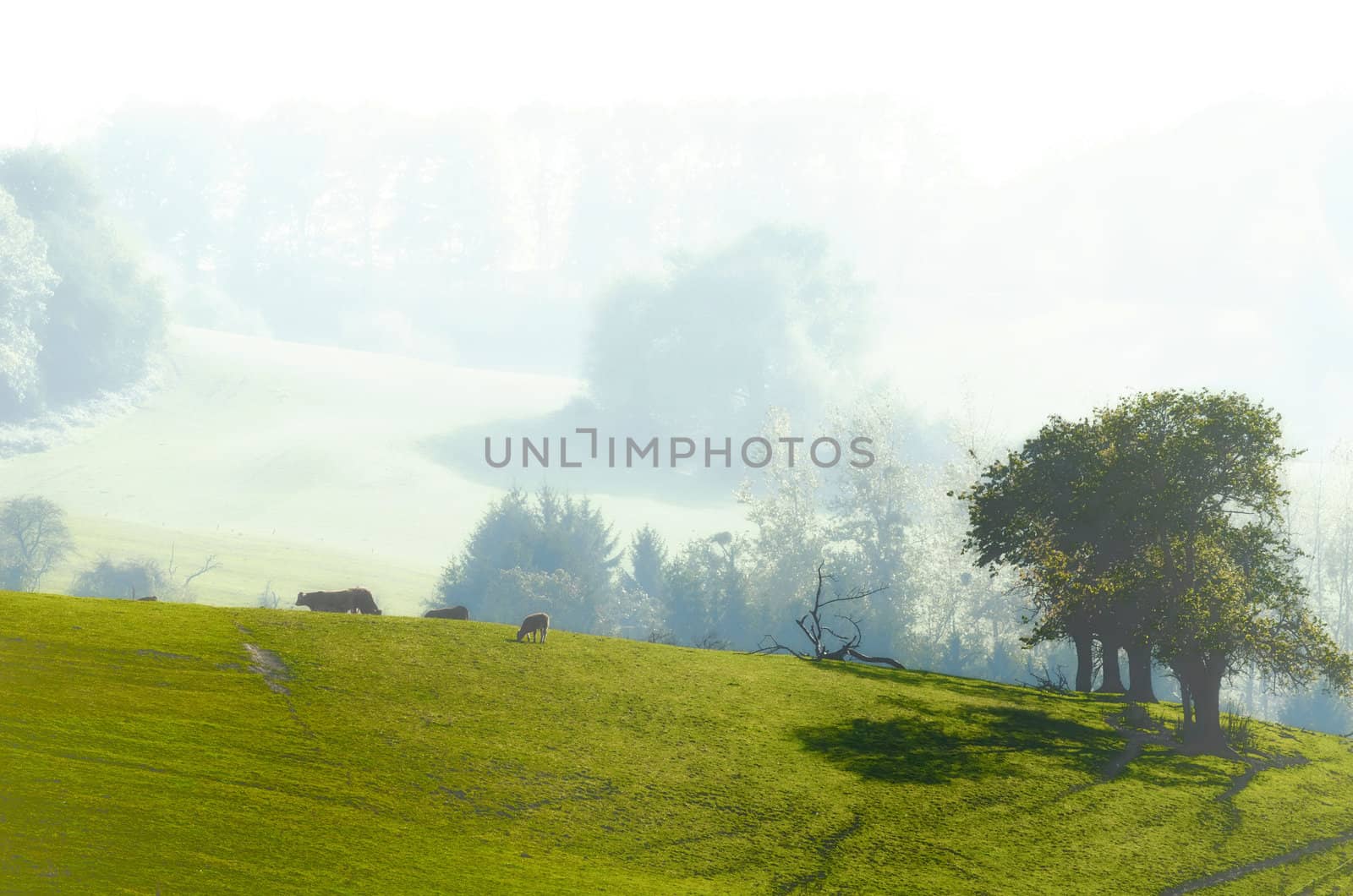 meadows,  trees and cows by njaj