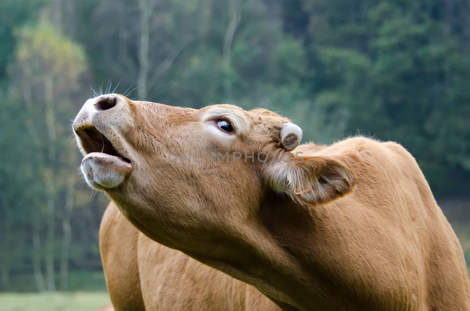 the cow moos by njaj