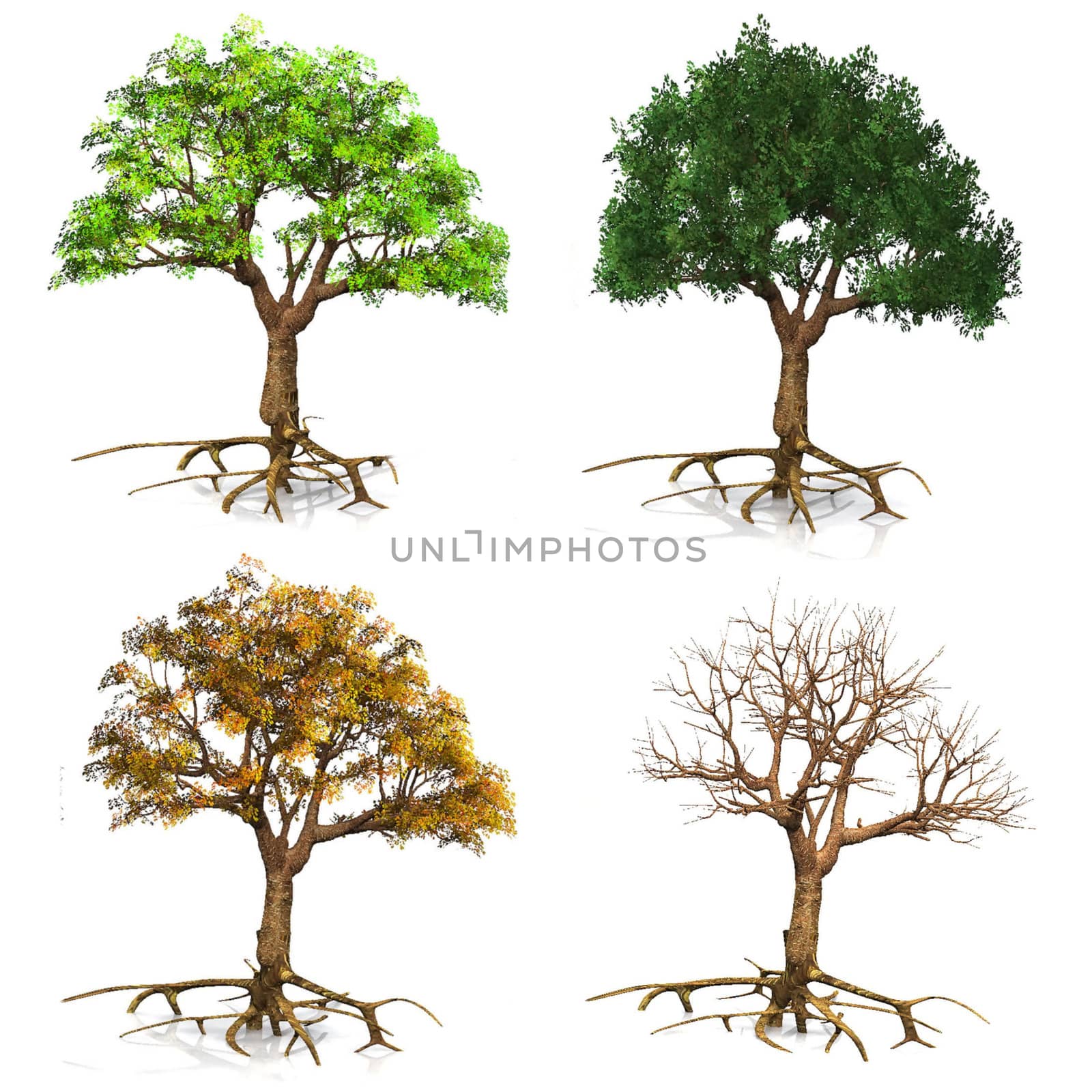 seasons  trees by njaj
