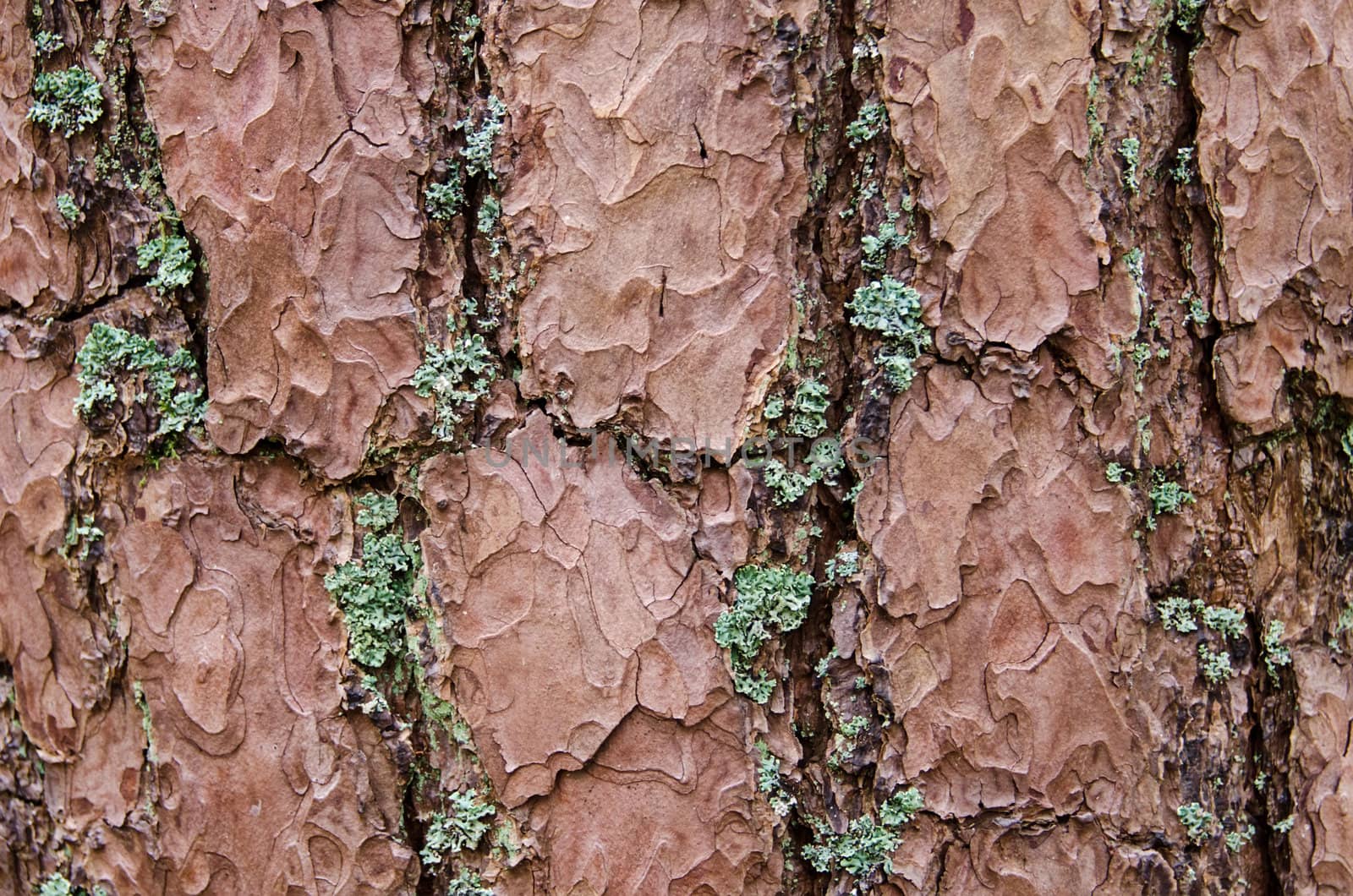 pine bark