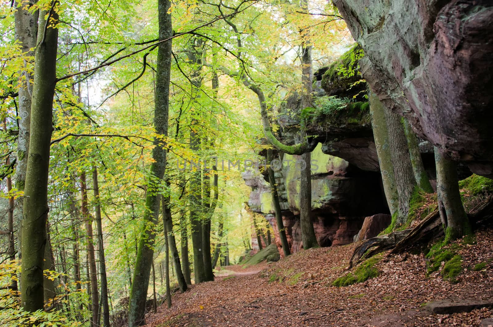 sandstone in the forest by njaj