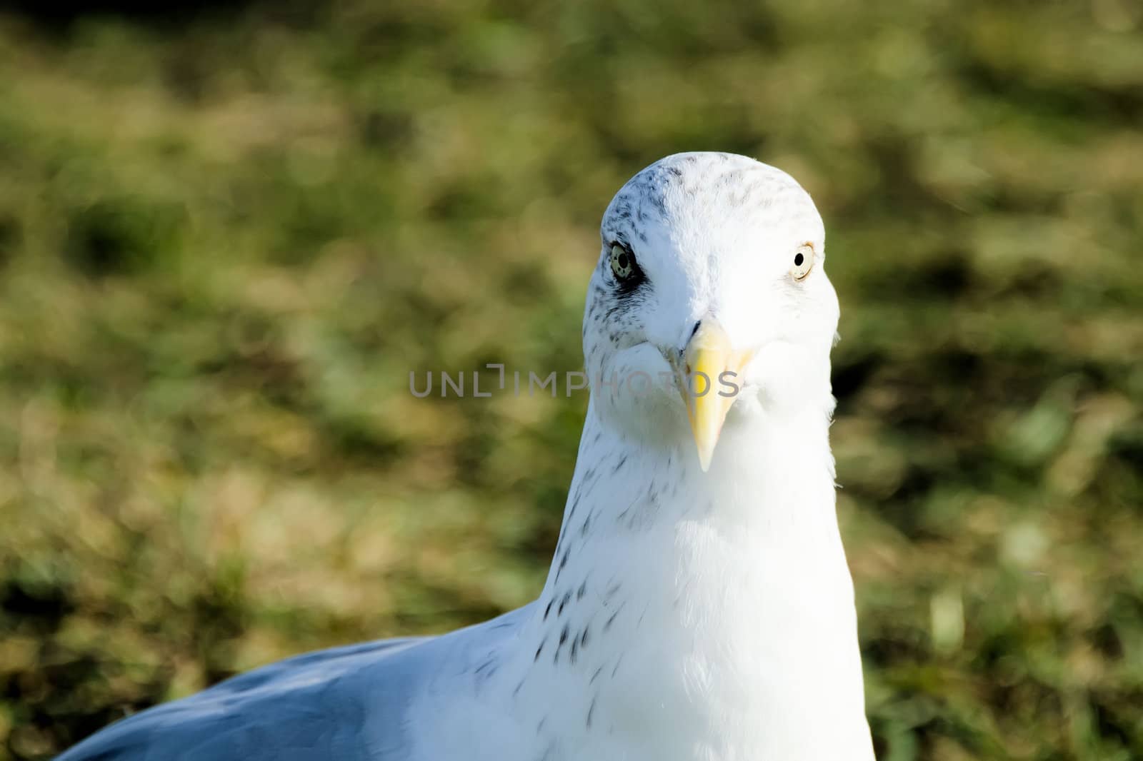 the eyes of the seagull by njaj