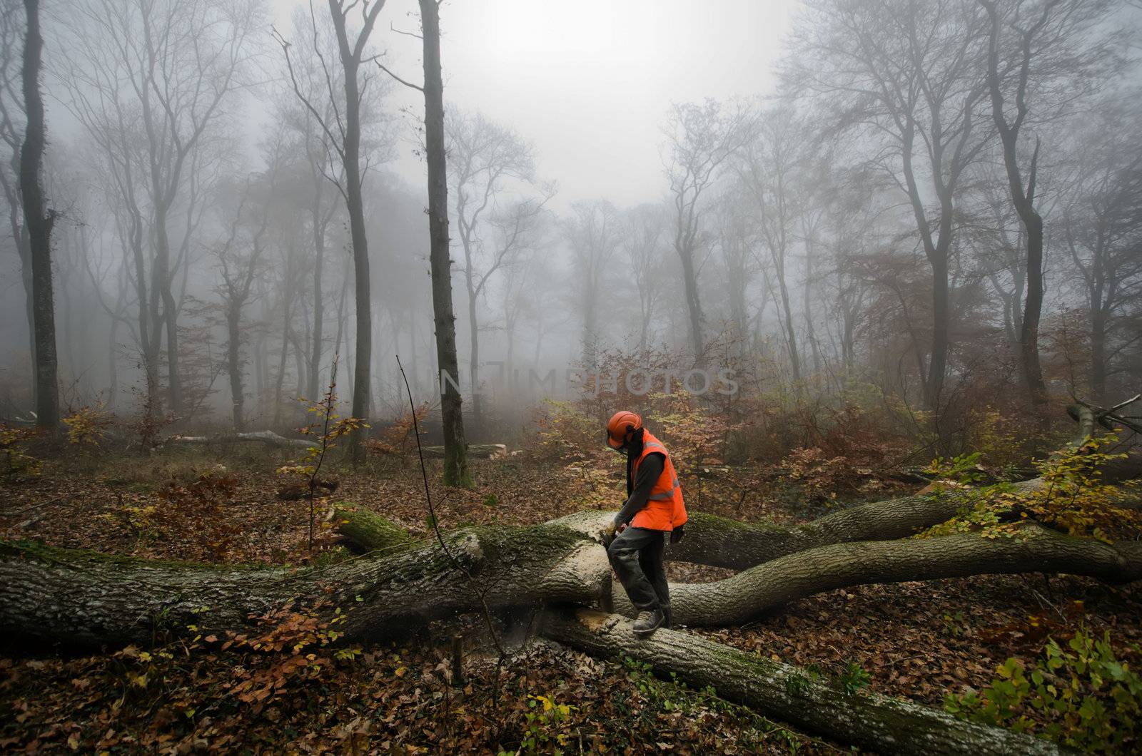 the  lumberjack and the forest