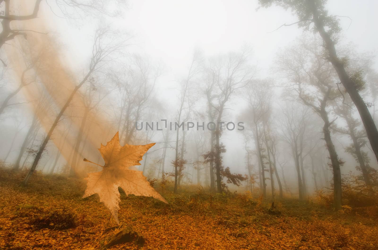 mist in the autumn forest by njaj