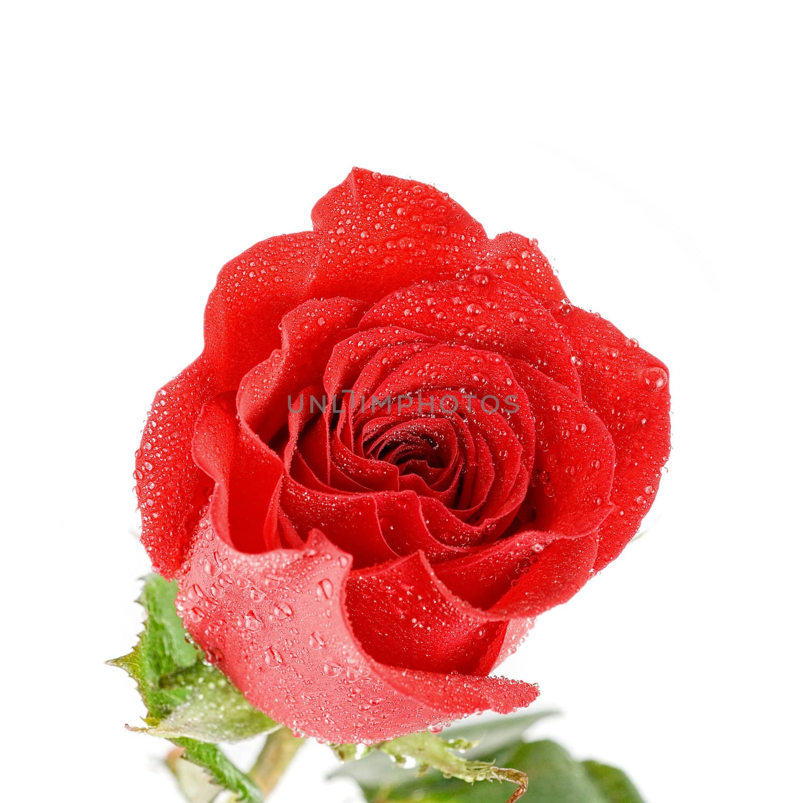 red rose  flower closeup isolated on a white