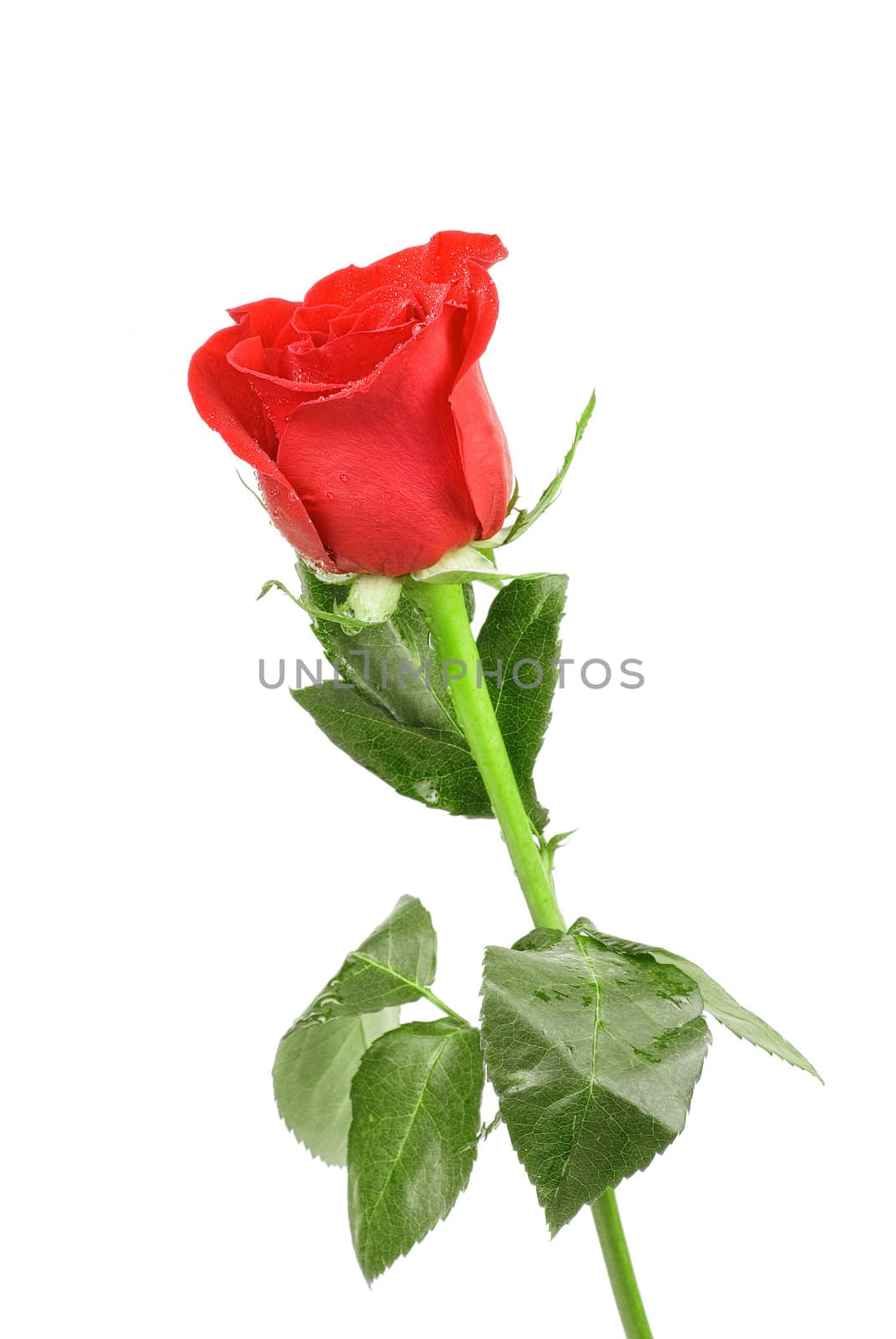 red rose flower isolated on a white