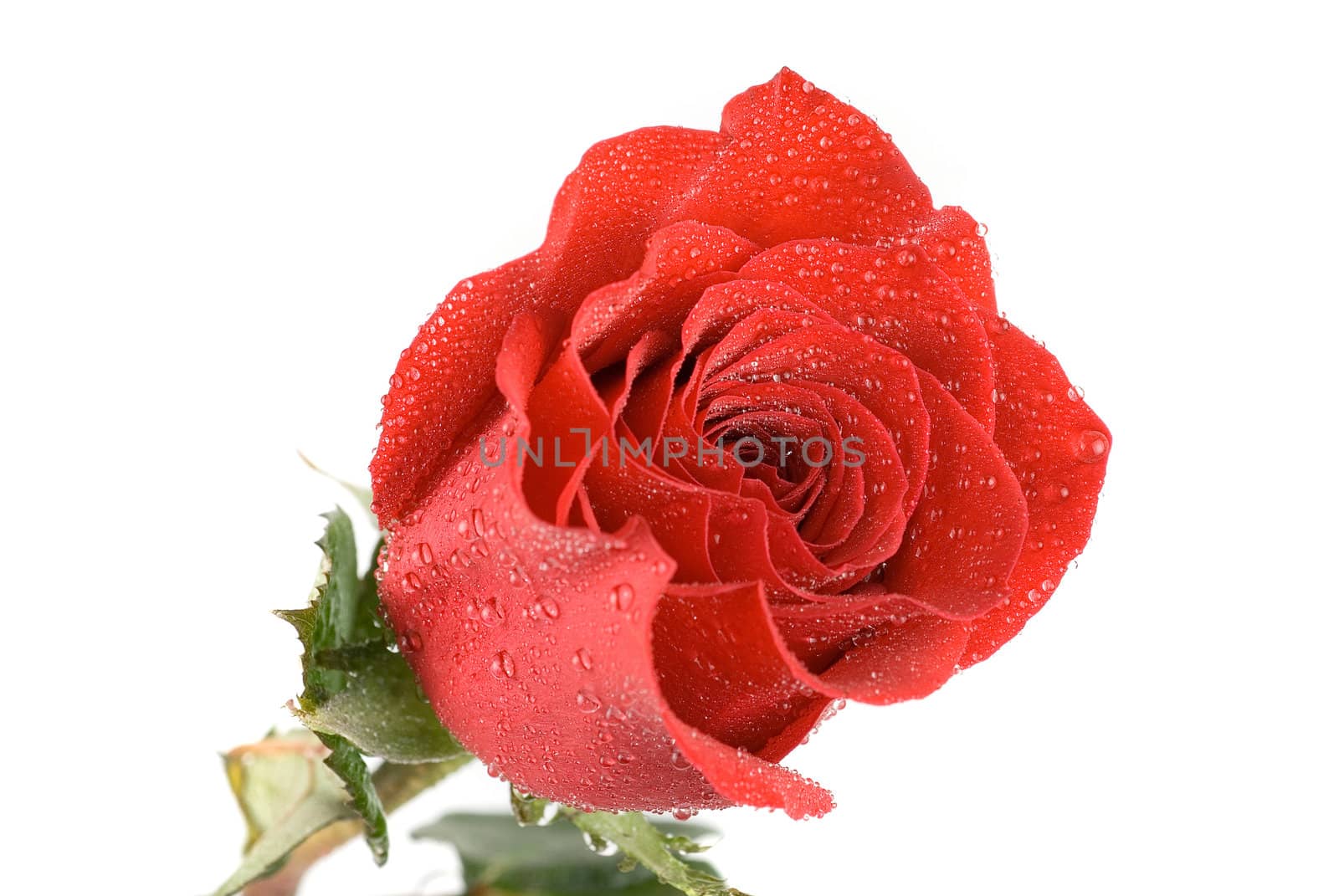 red rose flower closeup isolated on a white